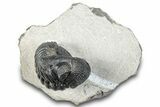 Enrolled Pedinopariops Trilobite - Mrakib, Morocco #287665-1